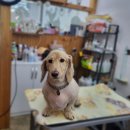 폼나개이뿌개 이미지