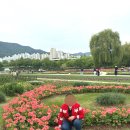 순천만 목향