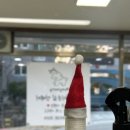 베리애견미용 이미지