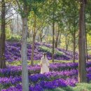 연인과 가볼만한 가을 국화 축제 베스트 4