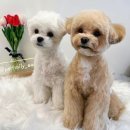 펫밀리쌀롱 이미지