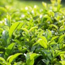 1호피티 이미지