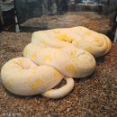 크레도 코리아 | 유투버 다흑이 주최하는 [코리아 애니멀 포럼 ] 박문기🦎🦎 + 후기