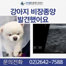 조양메디컬 | 강아지 비장종양 초음파 검사하다가 발견했어요