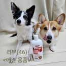 펫사랑 콜 | (강아지 샴푸 추천)설포딘 강아지 샴푸&amp;컨디셔너 사용후기