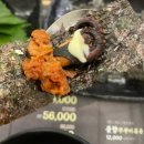 충만돌판쭈꾸미 | 울산대공원 근처 옥동 맛집 충만돌판쭈꾸미 솔직후기
