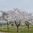 (주)라온플러스 | 중랑천 장안벚꽃길 벚꽃 개화 실시간 상황 (위치 산책코스 총정리)