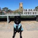 미화문방구 | 중형견 알피와 함께한 경주 가을 여행 브이로그