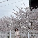 왕궁로 | 전주 벚꽃 개화시기 명소 여행 다녀온 후기 (4/5 실시간)