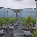 백일농장 이미지