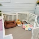 오늘DOG예쁨 이미지