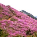 이번 주말 천주산 진달래 만나러 가자 이미지