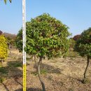 목천농장 이미지