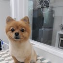 온양애견미용 이미지