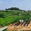 가족농장 이미지