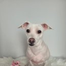 만두네 애견미용실 이미지