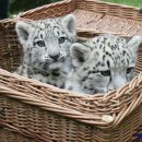 서해선구사 이미지