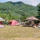 산속애견 이미지