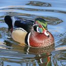 닭오리의 꿈 이미지