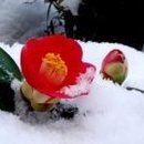 꽃피는날 이미지