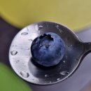 경동축산유통 | 코스트코 무농약 생블루베리 솔직 후기