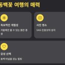 꽃등지 | 동백꽃 명소 알아보기