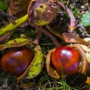 마로니에 이미지