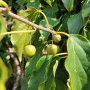 매포우체국 이미지