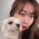 강아지오요요 이미지