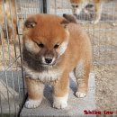 왕초켄넬 이미지