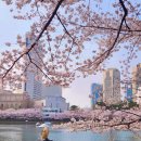 (주)썬앳푸드 모던샤브하우스 잠실점 | 2026 석촌호수 벚꽃 실시간 놀거리 축제 정보까지