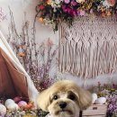 비비펫살롱 이미지