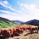 서산 팔봉산 목장 이미지