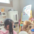 인천강아지분양 판도라독 가정분양 이미지