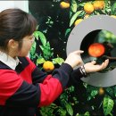 서귀포감귤박물관 이미지