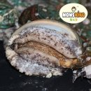 대운수산 이미지