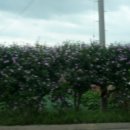 진도대교 민박 이미지