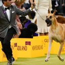 경기켄넬 이미지