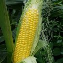 카라향(하우스) 제주햇감자 초당옥수수 한라봉 카라향(노지) 이미지