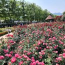 섬진장례식장 | 곡성 장미축제(~6.6) 주차 / 입장료 / 볼거리