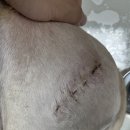 봉선아이동물메디컬센터 이미지