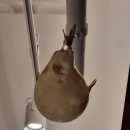 한세희복집 이미지