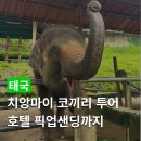 비마이게스트하우스 | 치앙마이 코끼리 먹이주기 후기, 엘리핀 팜·반캉왓 원데이 투어 코스 추천