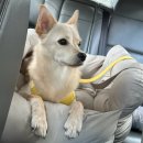 펫마트 홍성점 | [임신 24주] 국내 태교여행 강원도 (1) 소노펫 비발디파크 홍천 | 반려동물 동반여행