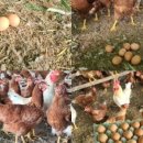 진세농원 이미지