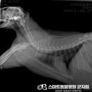 스마트동물병원 군자점 이미지