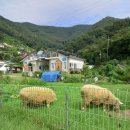 낙동강자전거교실 이미지