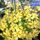 삼지닥 꽃이 많이 피고잇어요 이미지