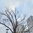 방학동 은행나무 이미지