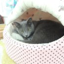 혼자두면 장판뜯어서 차린 개카페 이미지